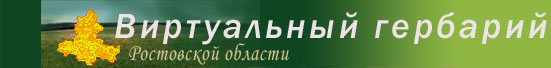 Виртуальный гербарий Ростовской области